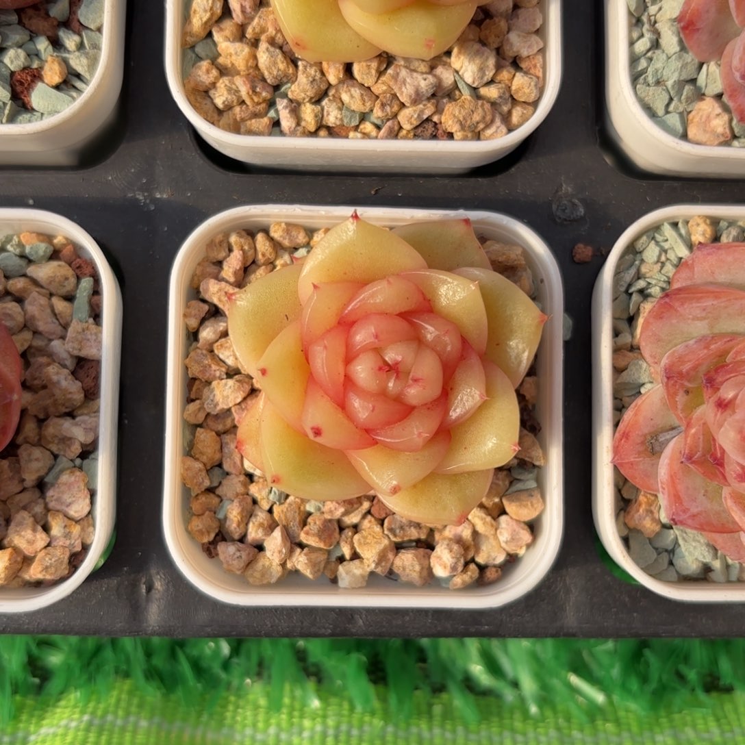 玉芷珍妮一物一拍