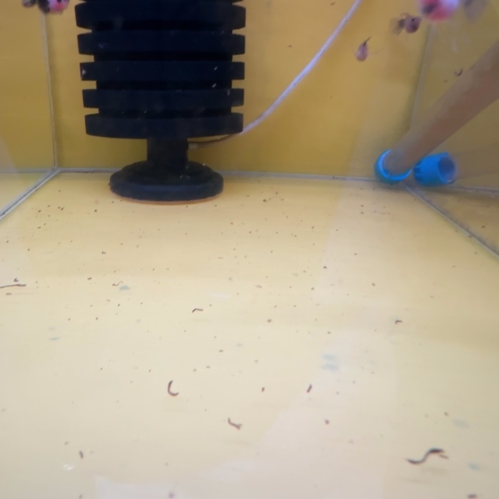 忘***秋孔雀鱼玻璃猫三公两母