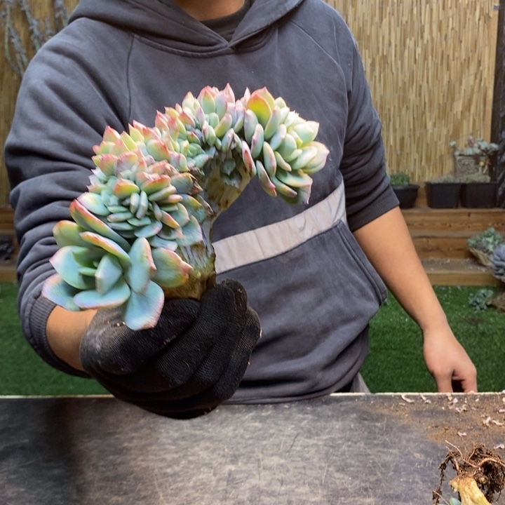 肉***司375号白凤多肉植物