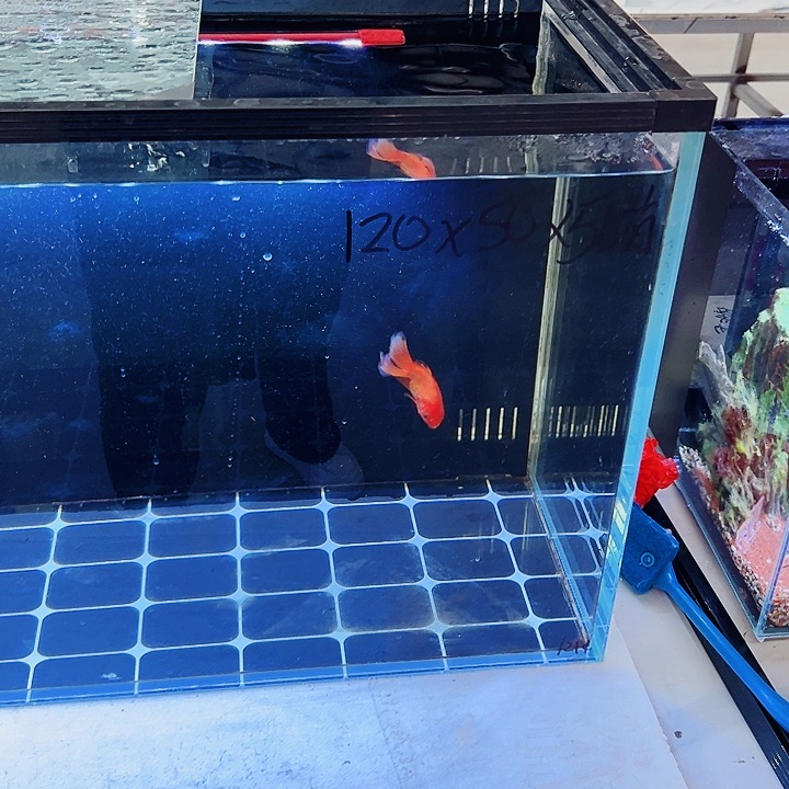 *****玻璃120.50.50背双鱼马桶新款全套配件