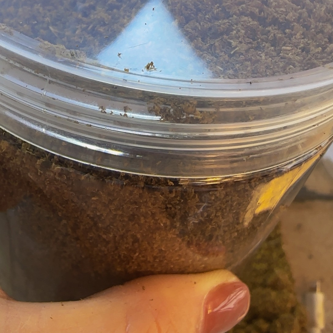 虫漏粉100克………………