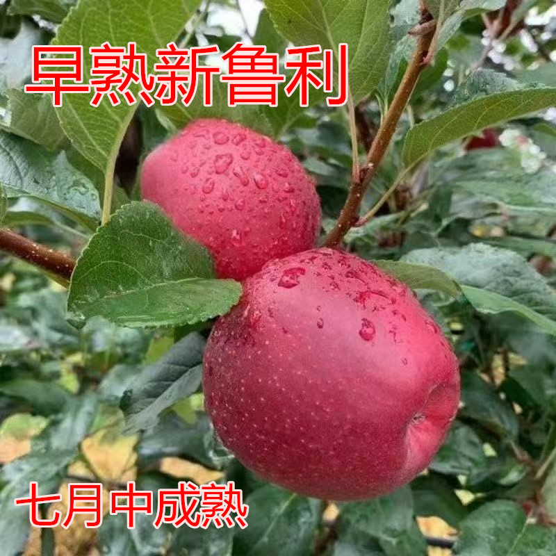 早熟新鲁力苹果树苗烟富众成系列早熟晚熟苹果嫁接树苗南北方种植