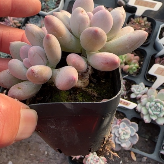 127奶酪杂多肉植物多