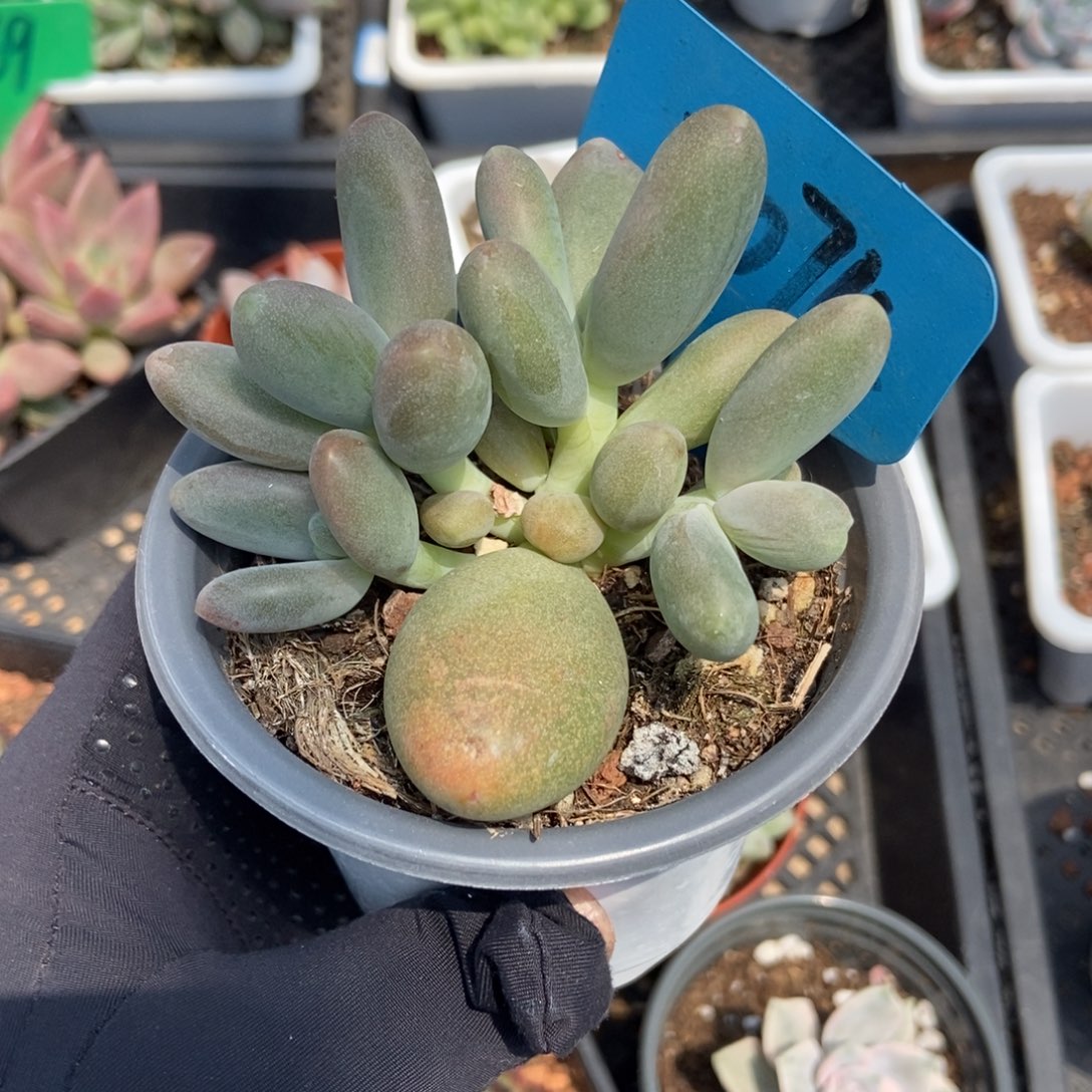 7074糖果美人多肉植物保护