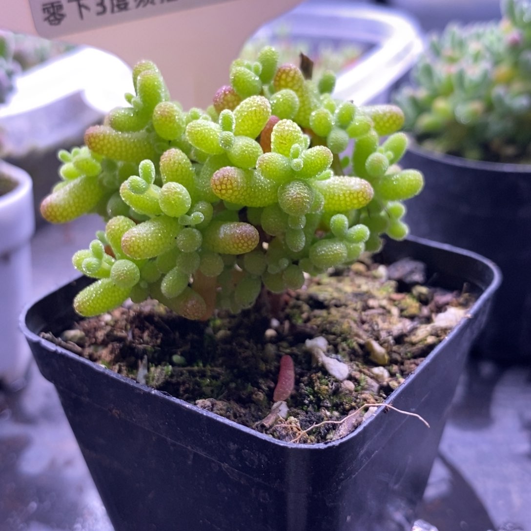 木*木100金橘糖球。     