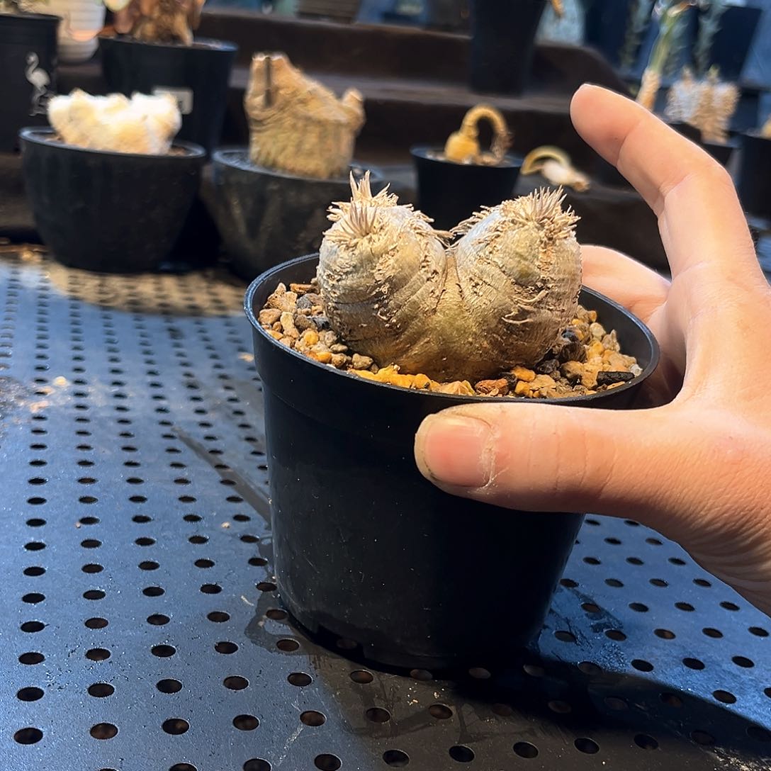 产地惠比须笑6.5公分1111111