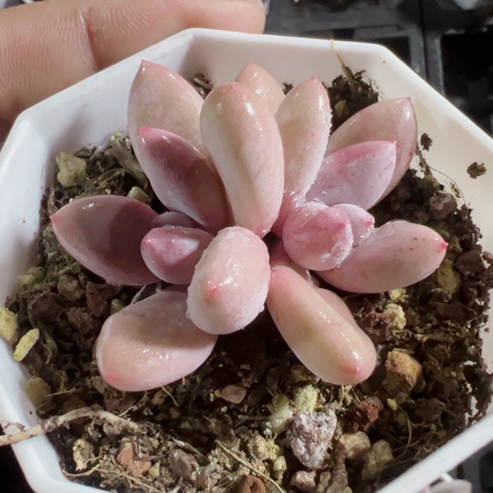 粉兔精品多肉植物大战