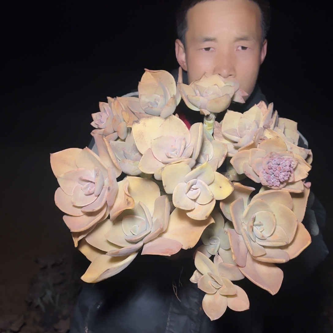 地栽贺氏多肉多肉