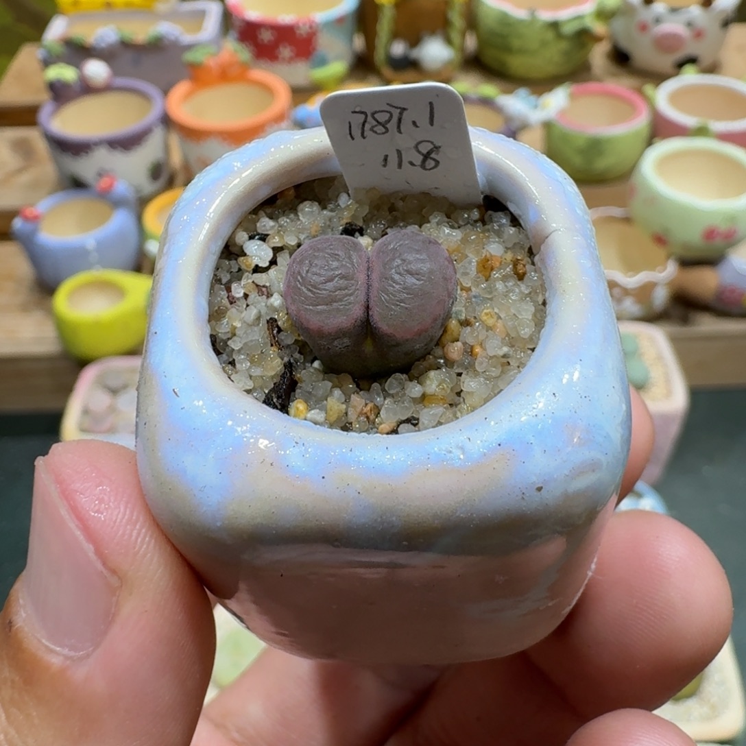 蘑菇1111一颗1787.1磁铁多肉植物