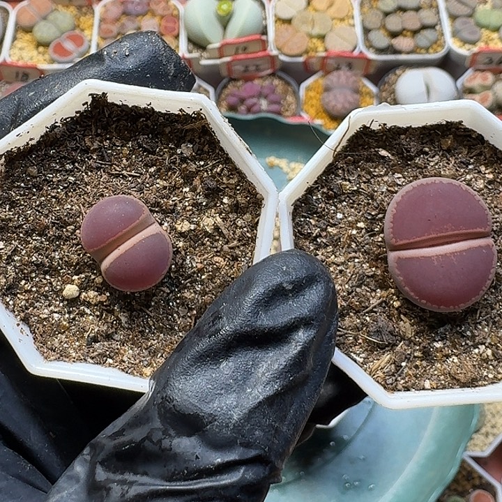 小***巾生石花11111111。   176