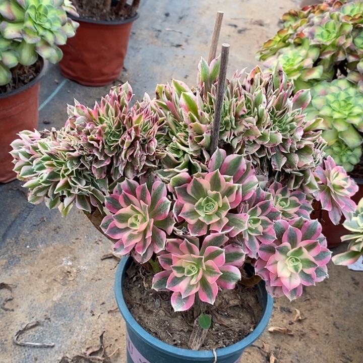 粉女巫缀多肉植物77 