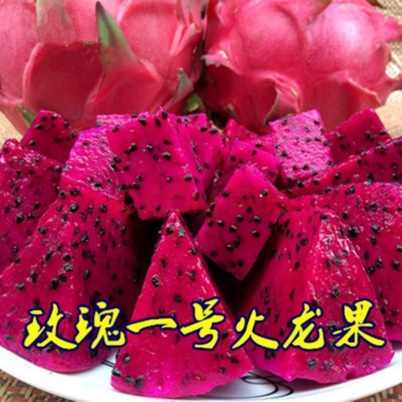 火龙果树果苗盆栽四季结果南北方种植白心黄金燕窝红心火龙果苗树