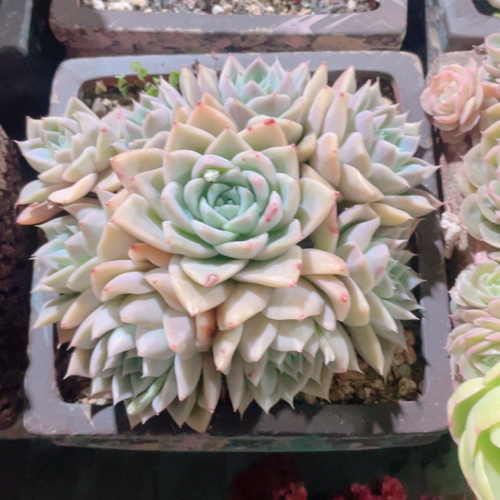 多肉植物多肉植物