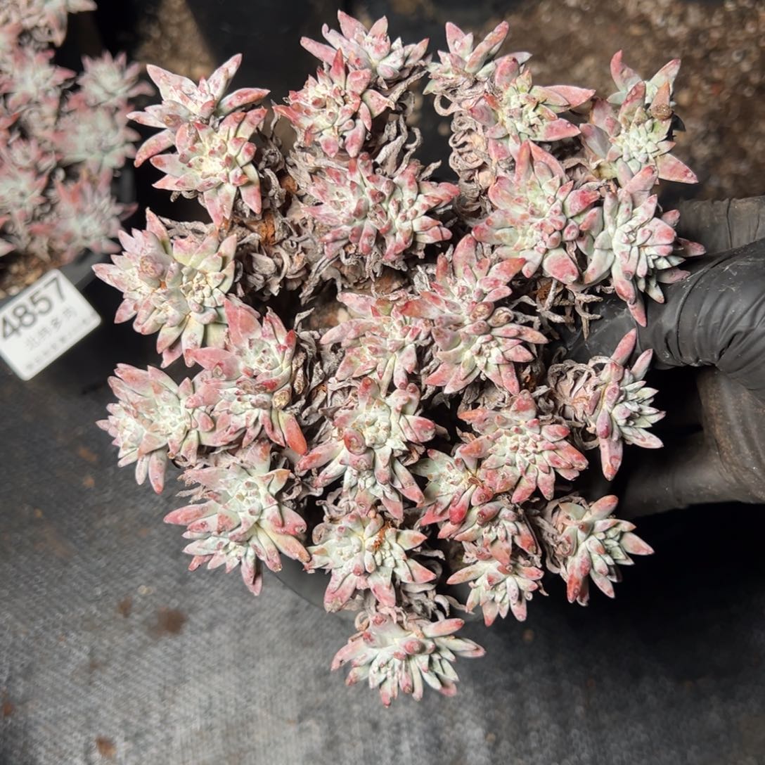 4858白菊40头➕哈哈哈