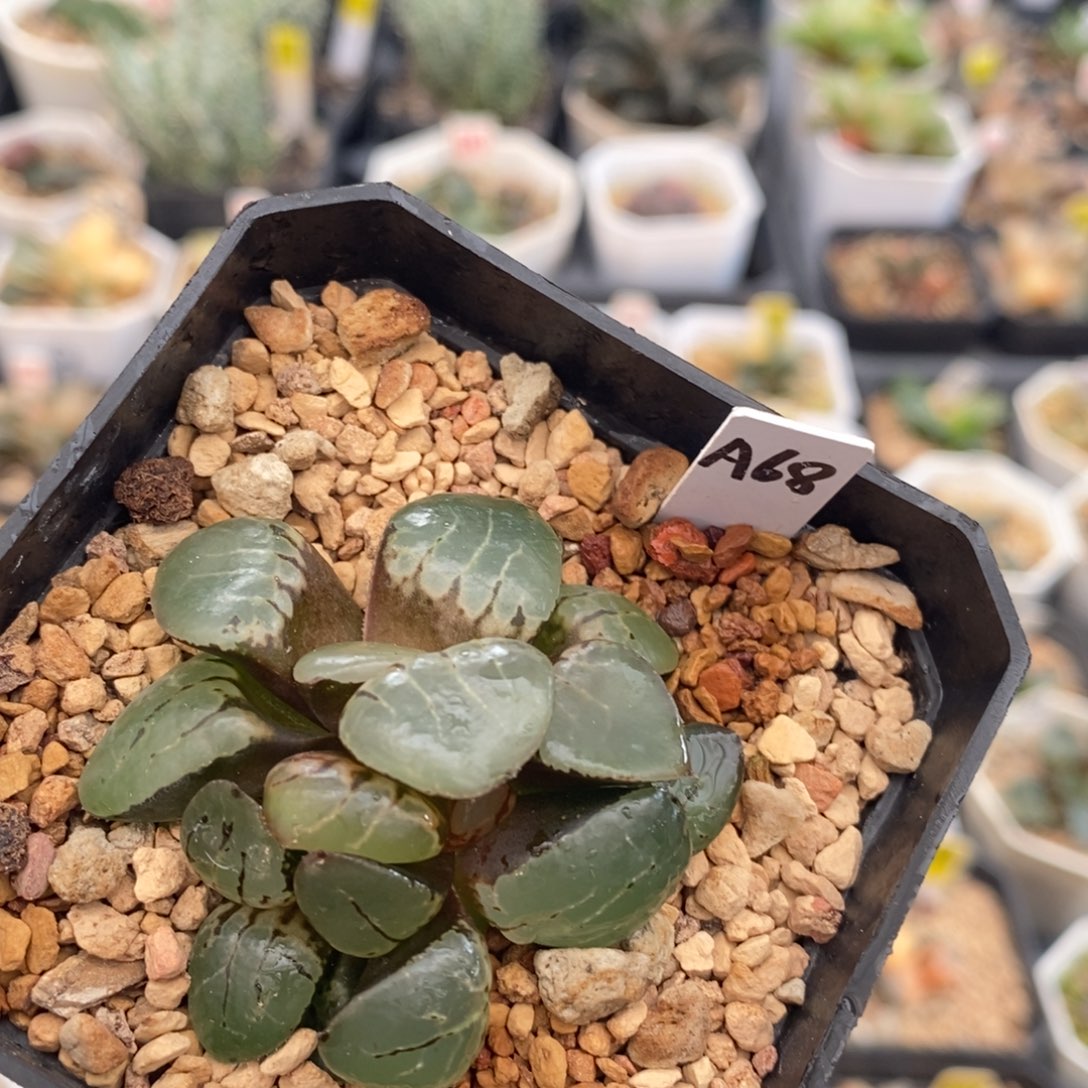 不开花植物68 月光女神