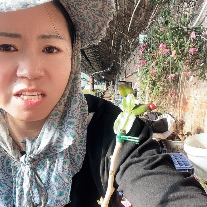 孙*紫霞两颗蟹爪兰