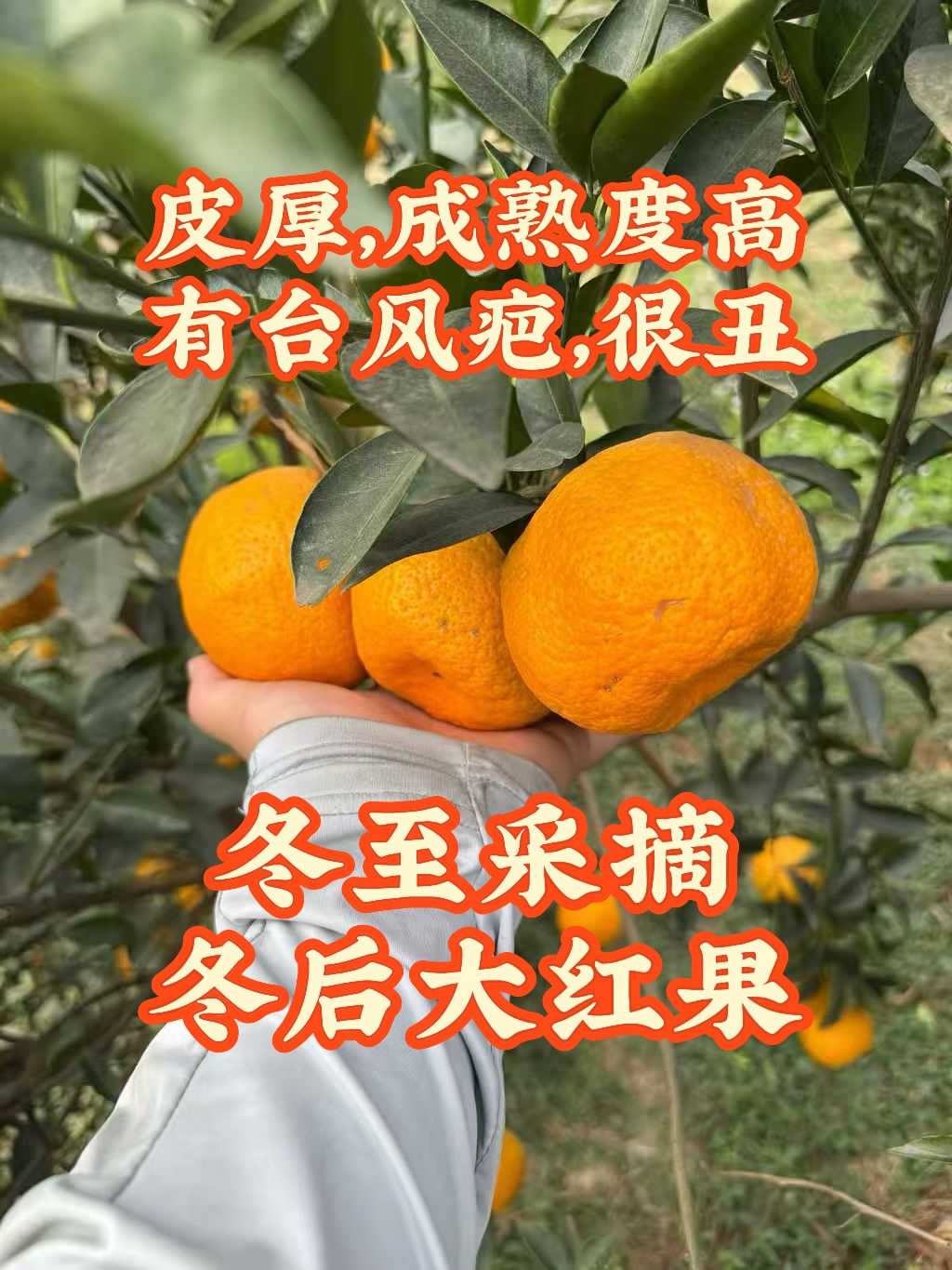 冬后大红柑 正宗新会 天禄产区 8年树圈枝  茶枝柑鲜果  