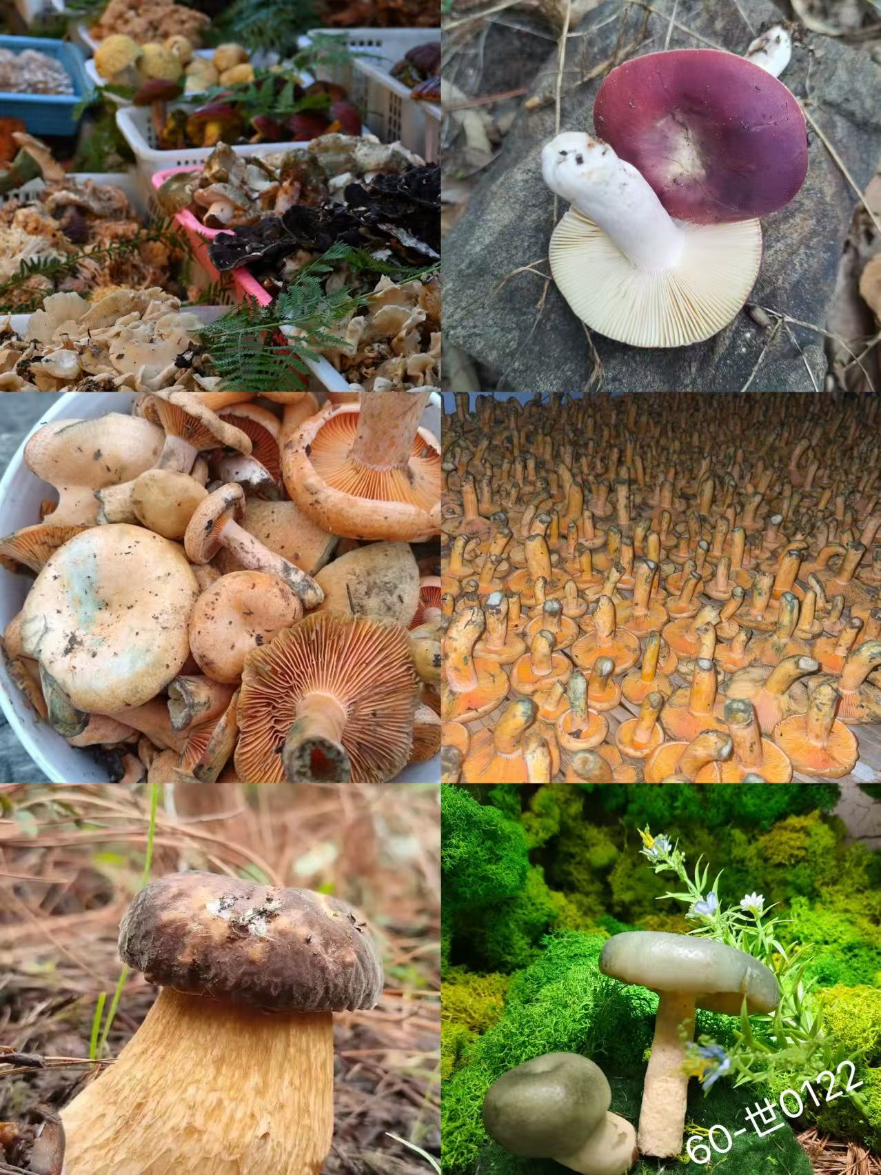 《60》来总专属土特产干羊肚菌2.0-世0122