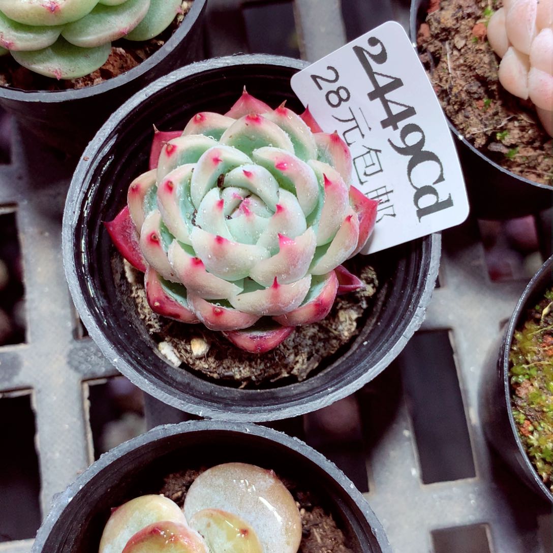 5厘米盆精控多肉2449