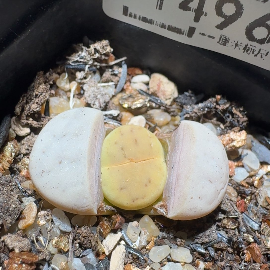 Zzz生石花肉锥1496粉留碟