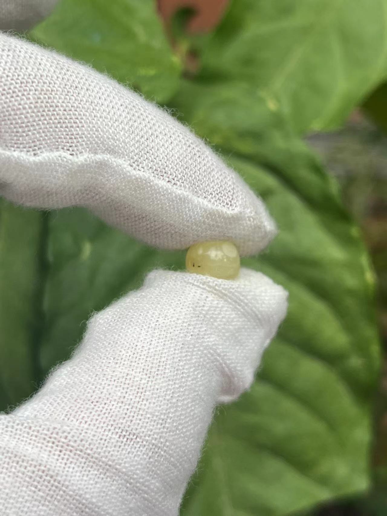 2616天然蜜蜡琥珀老型墩子7.3x6.1mm