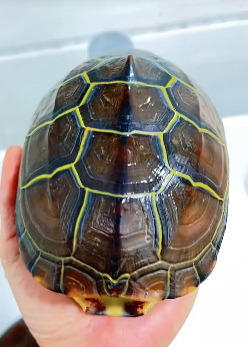 小乌龟中华草龟黑腹全墨宠物外塘浅水观赏冷水龟龟