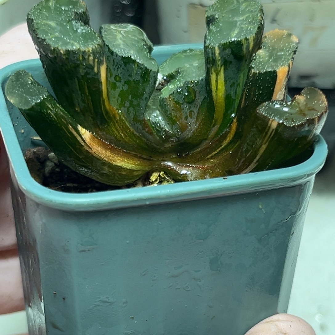 十二卷多肉植物1715广重