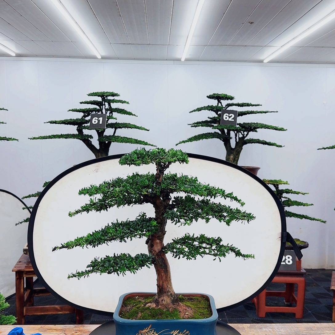 无花朵茶****一00000000000000