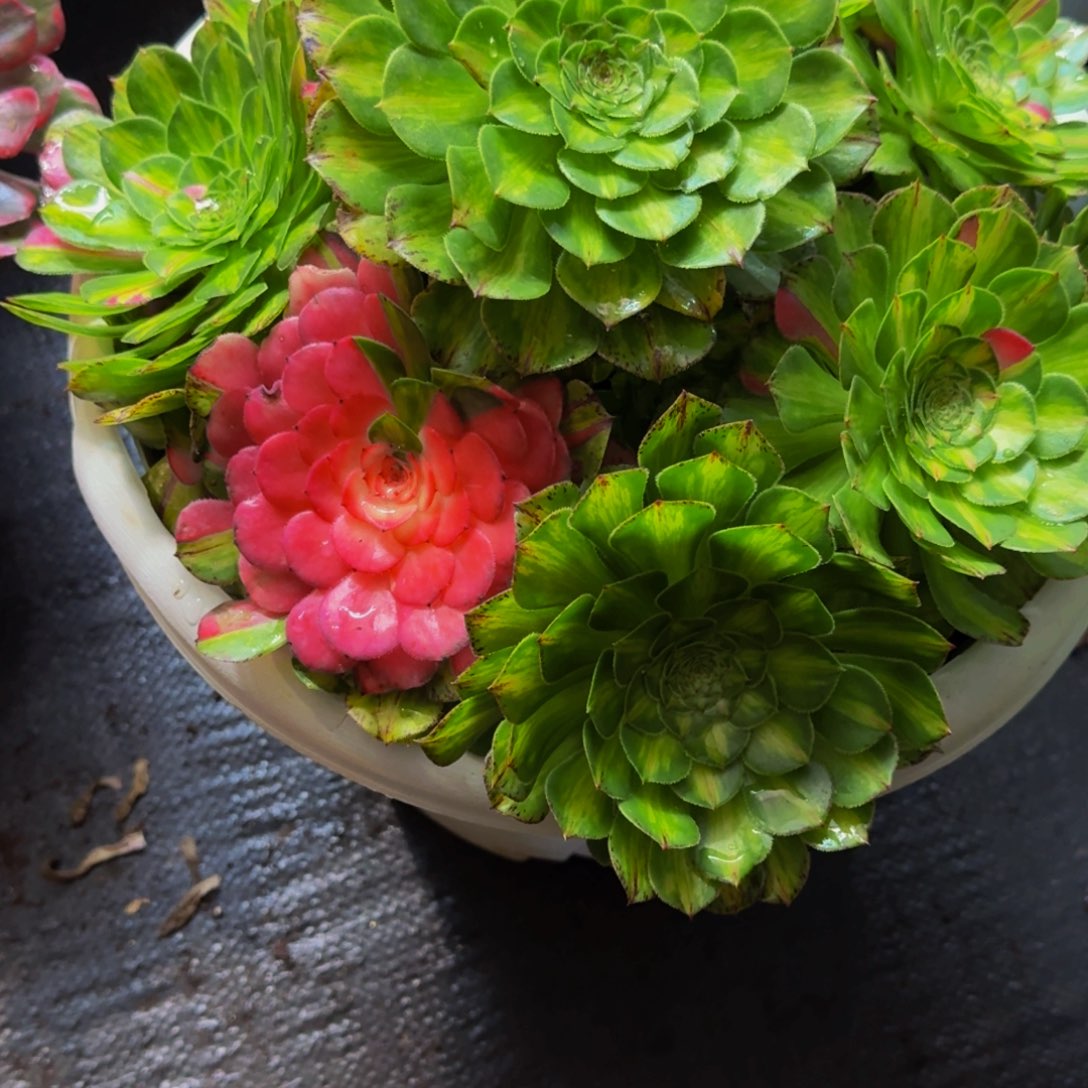 @***沙959多肉植物法师物流到付