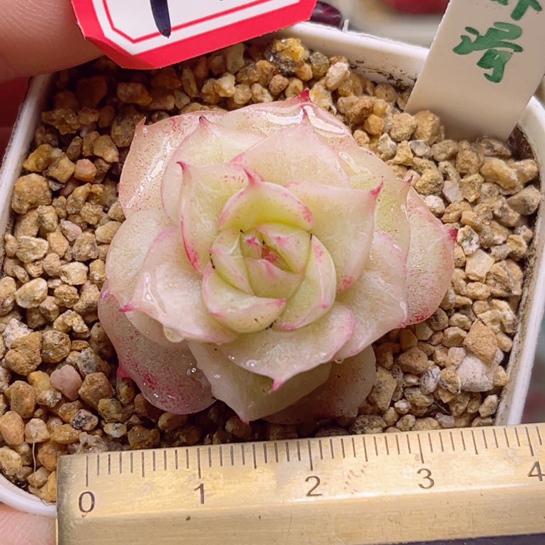 F100一物一拍 虾hua