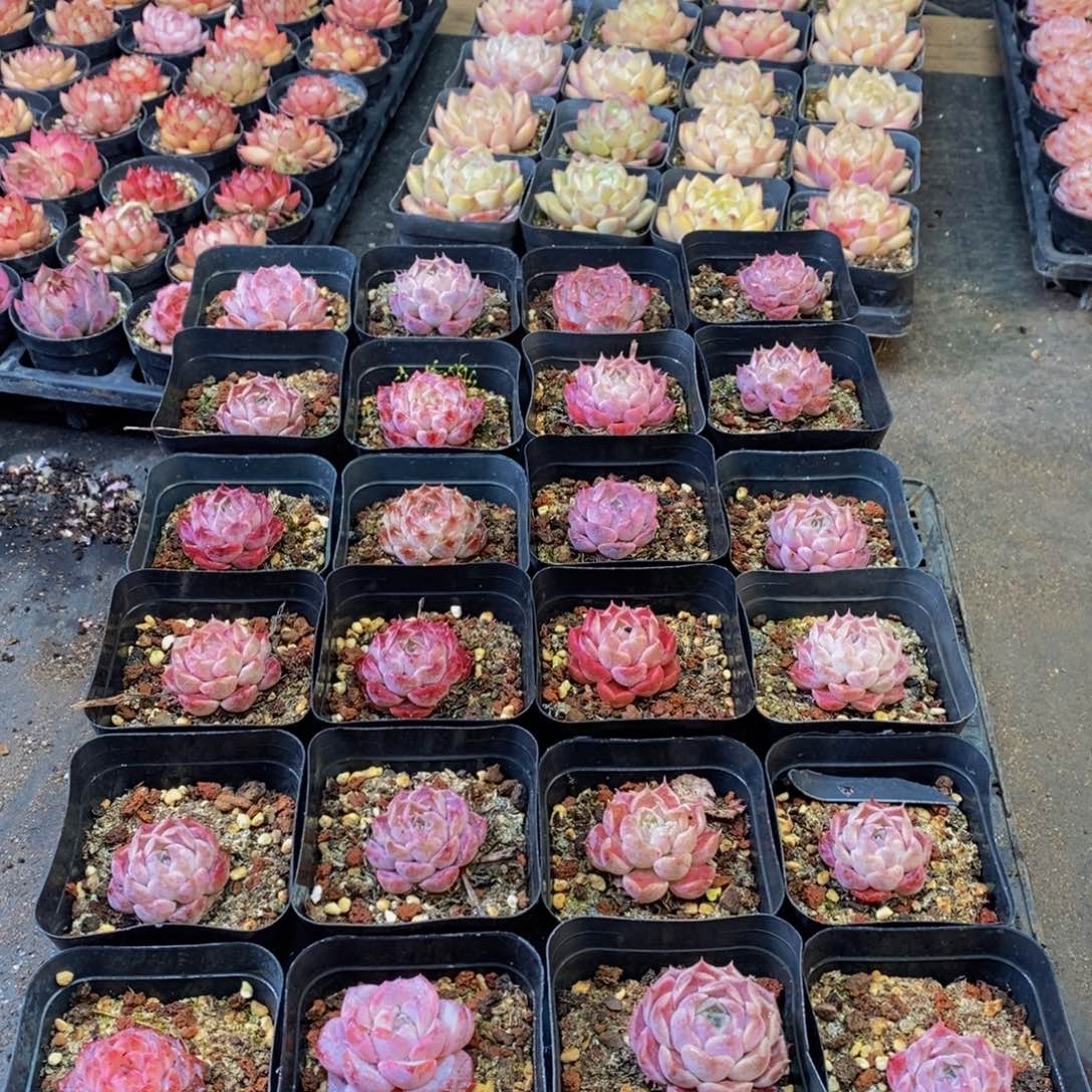 256多肉植物保护研究所所长