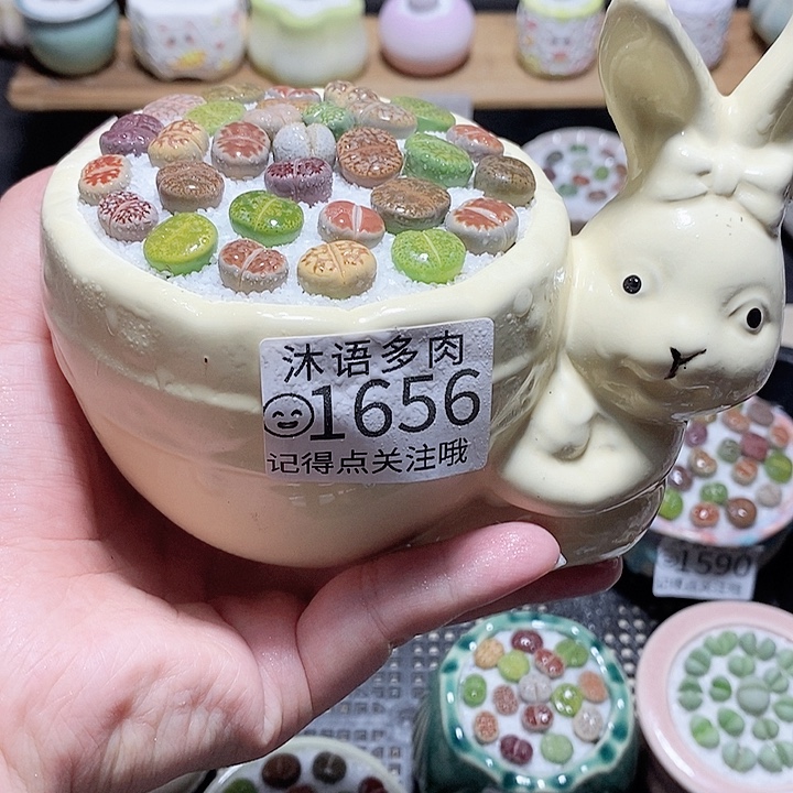 精美盆栽 一物一拍1656