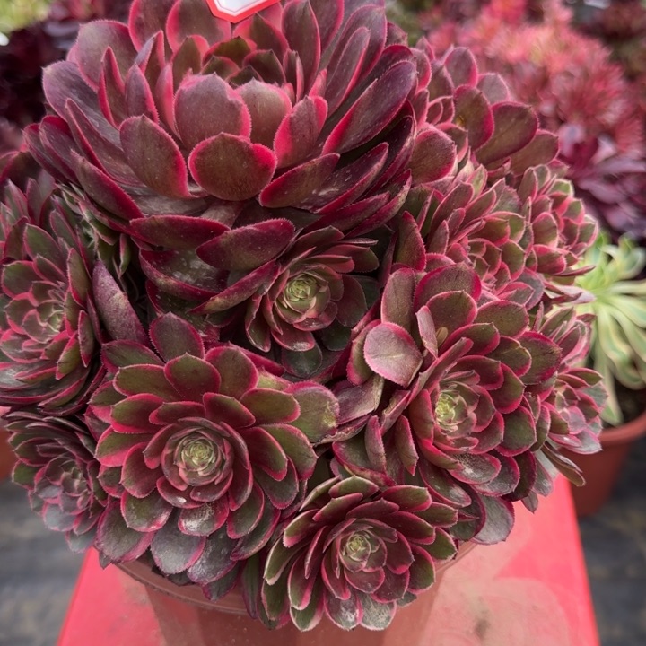 花好月又圆0420-47