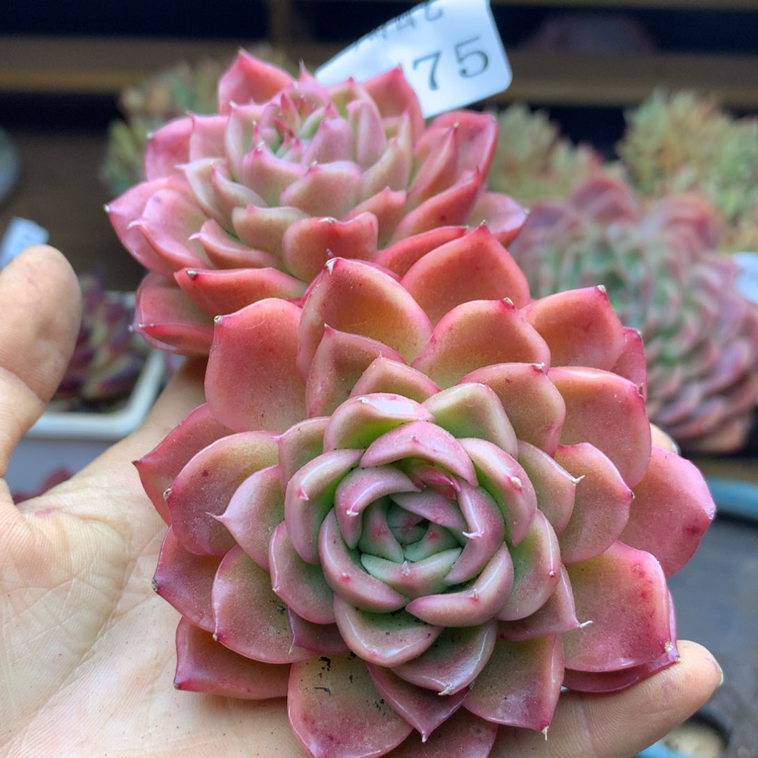 7575杂交多肉老桩