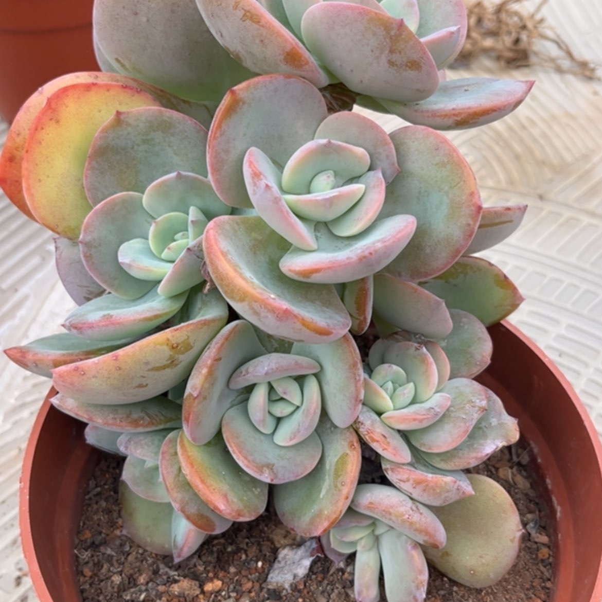 【闪购商品】无花朵浅**末