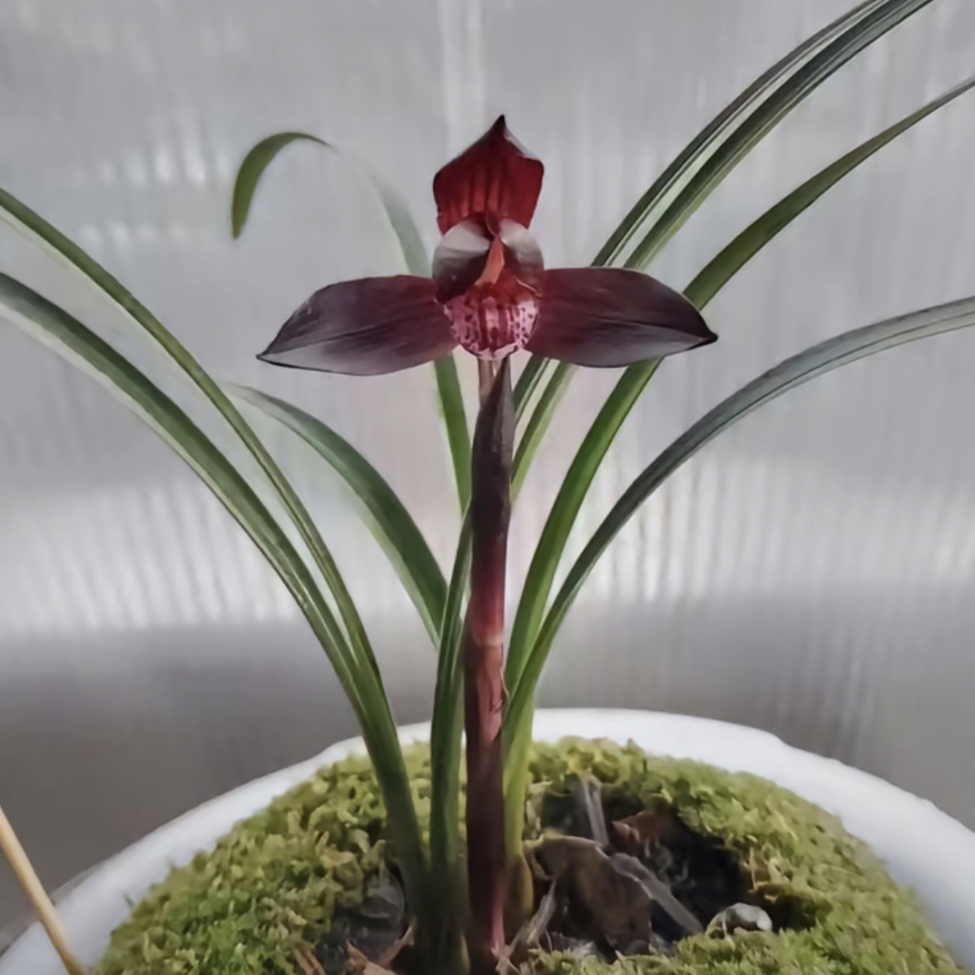 春兰大中华，一物一拍，拍前联系主播