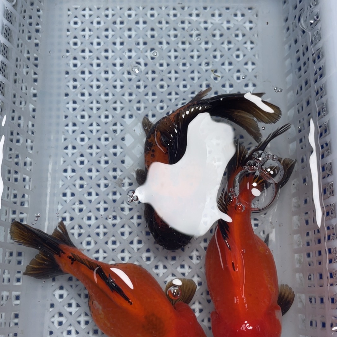 海水鱼花泰狮金鱼77