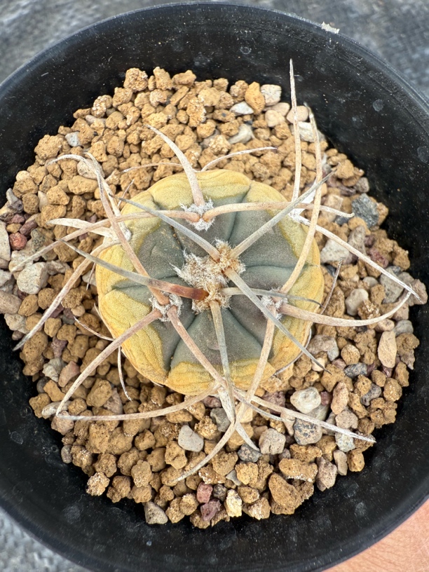 实生天平仙人球尺寸三