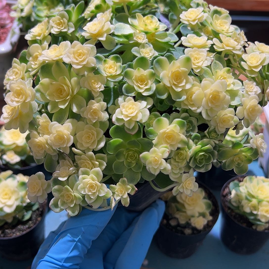 猫眼玫瑰锦全锦大盆