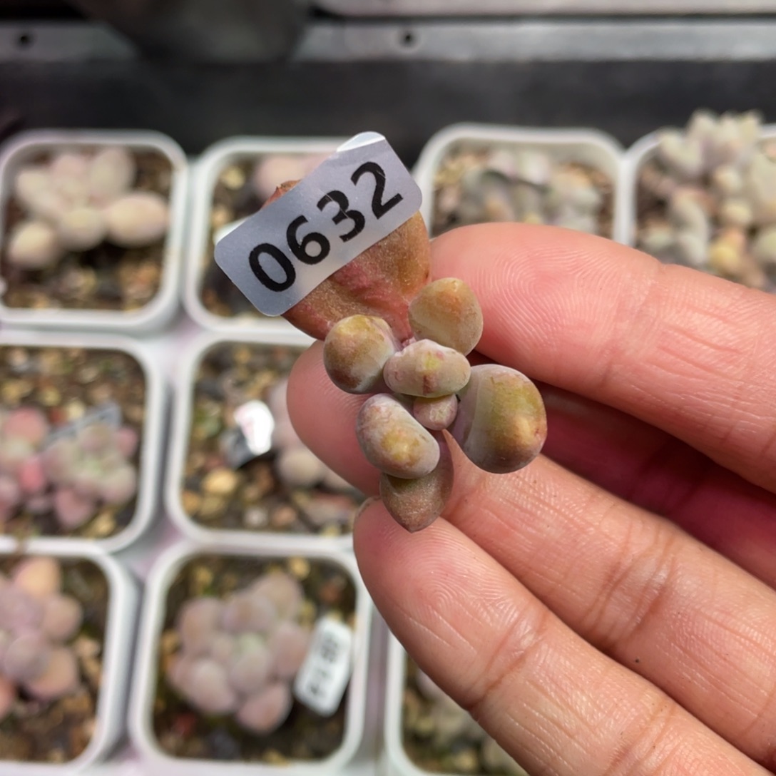 温***司乌里韦亚多肉植物
