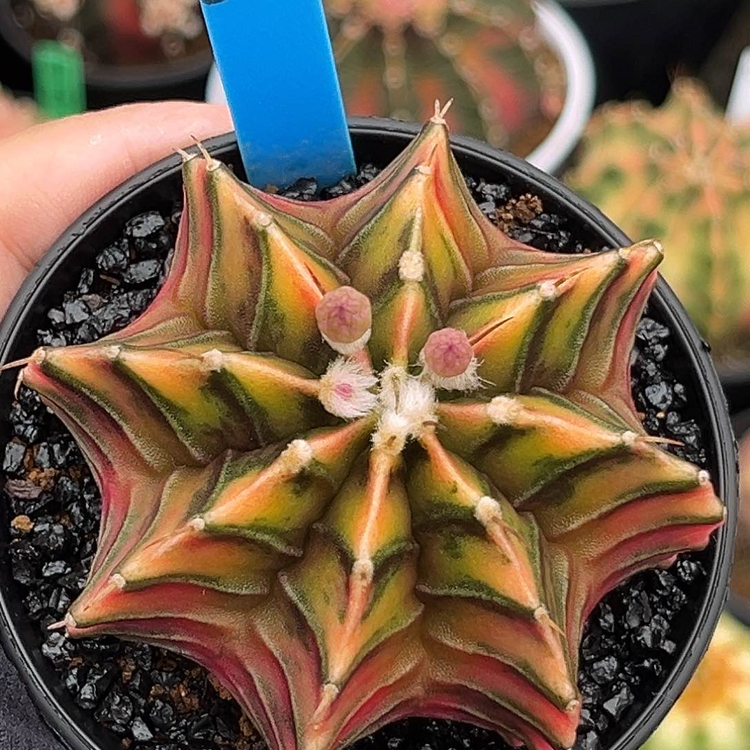 泰系实生肋骨锦200