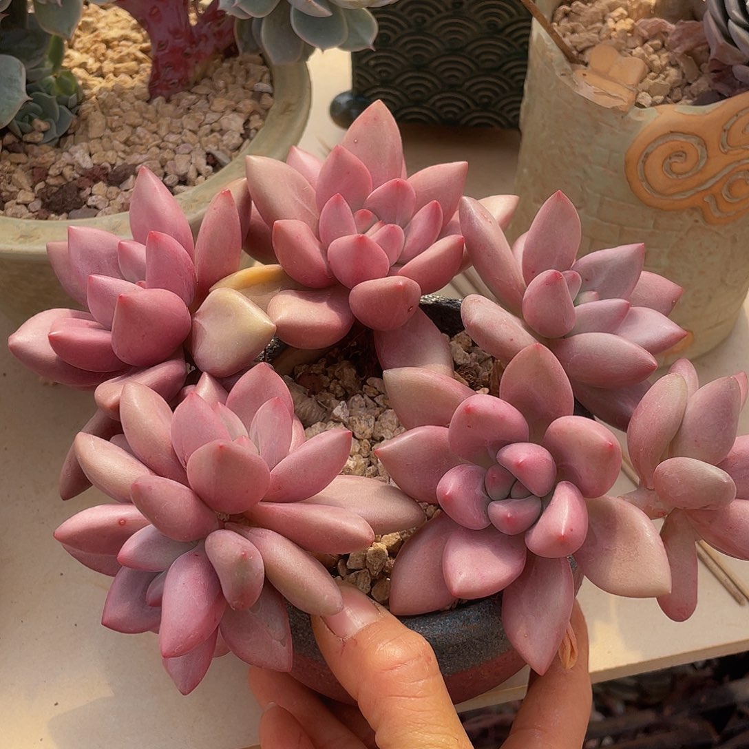 桃花源有砍多肉多肉