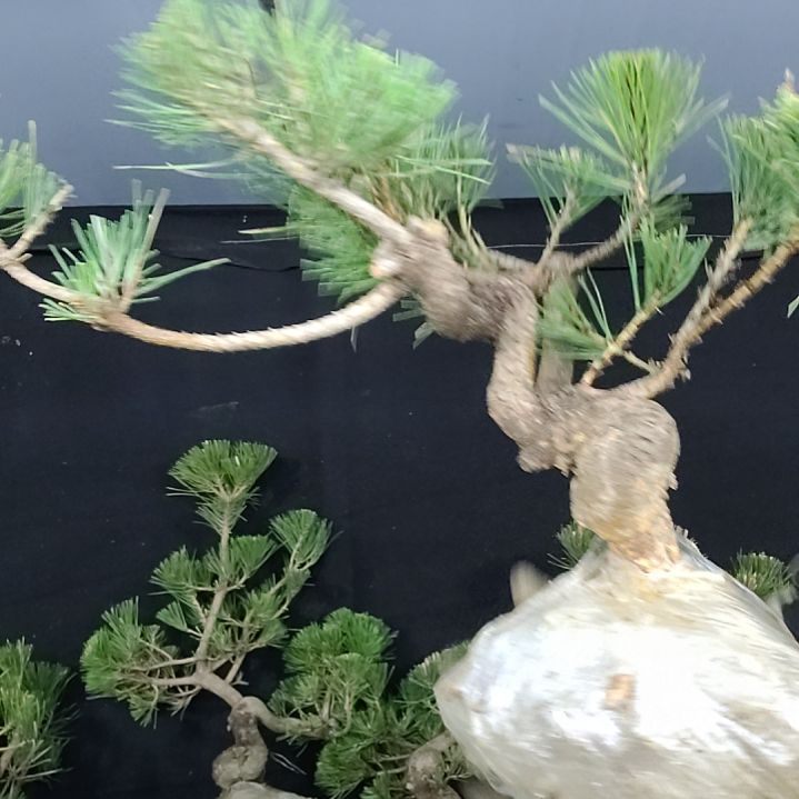 。。。。。。。。。。。。。。。。。