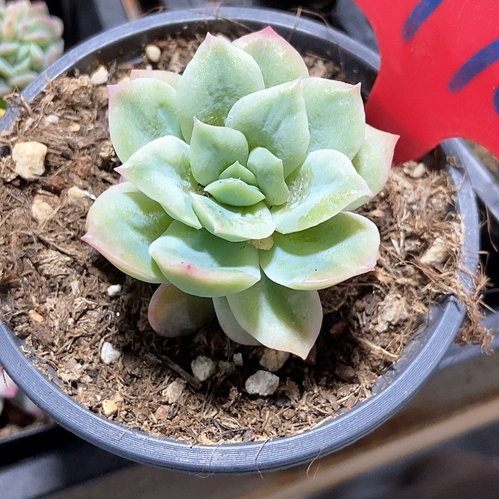 ⁺****₊多肉植物970多肉