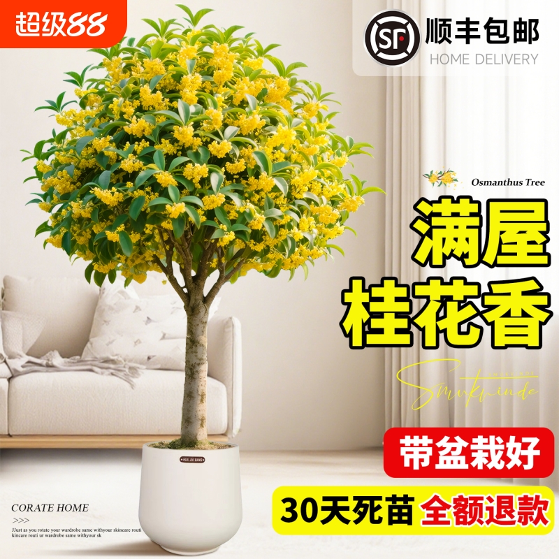 特级大盆老桩四季桂花室内盆栽带花苞八月桂树苗浓香可食用绿植物