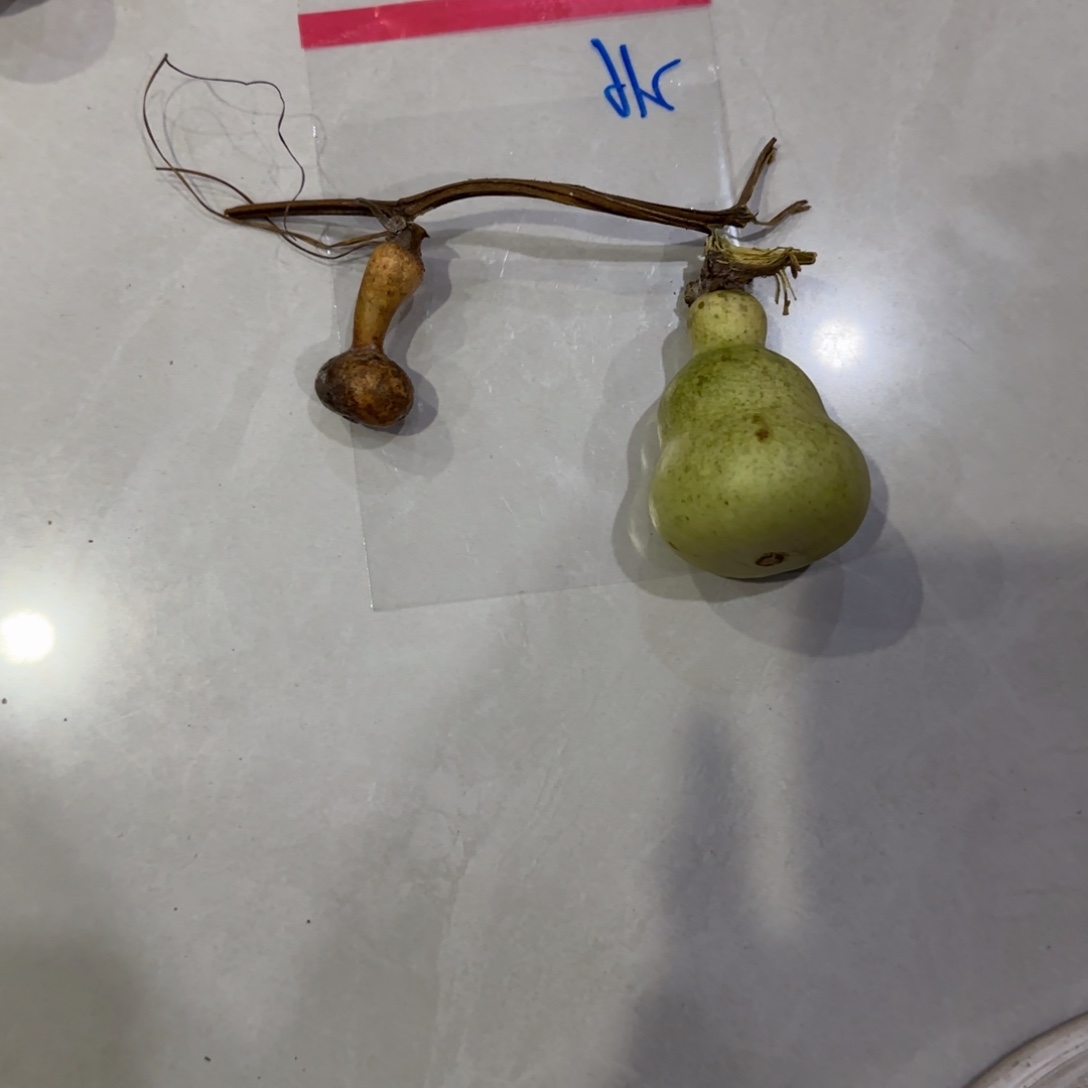 嘟***宠青皮不包成青皮不包成