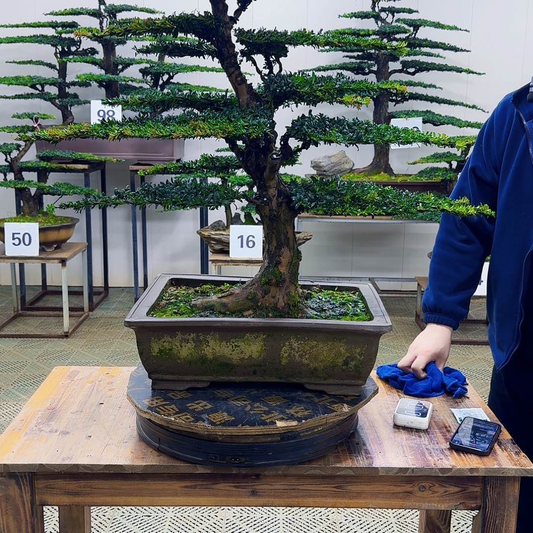 无花朵红芽罗汉松造型盆景