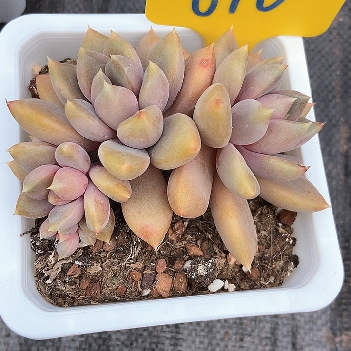 多肉植物610多肉