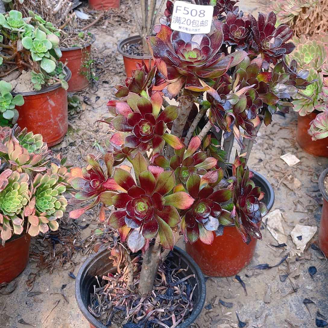 508灰法师多肉小损不包