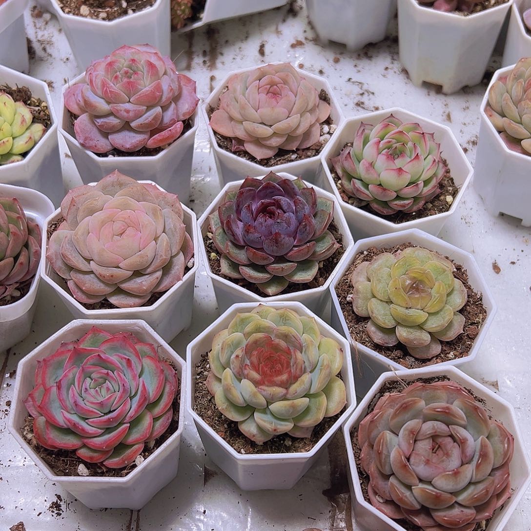 良辰组合9盆19包邮多肉植物